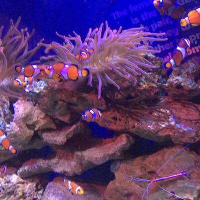 Top Tips For A Day At Sea Life Blackpool