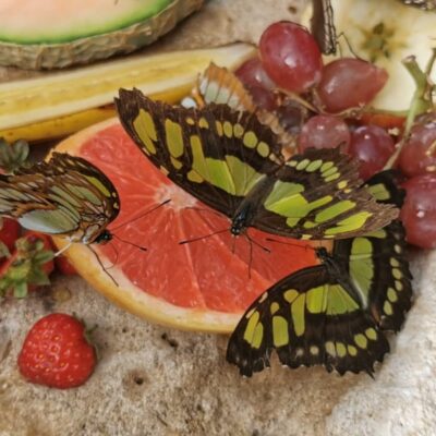 Is the Butterfly Farm in Stratford-Upon-Avon worth a visit?