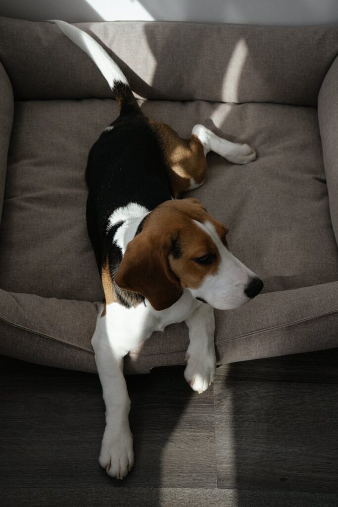 beagle lying on dog bed