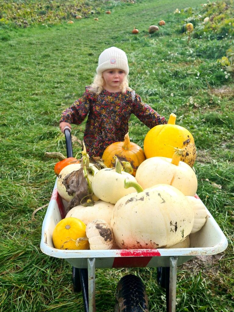 pumpkin picking at bolesworth