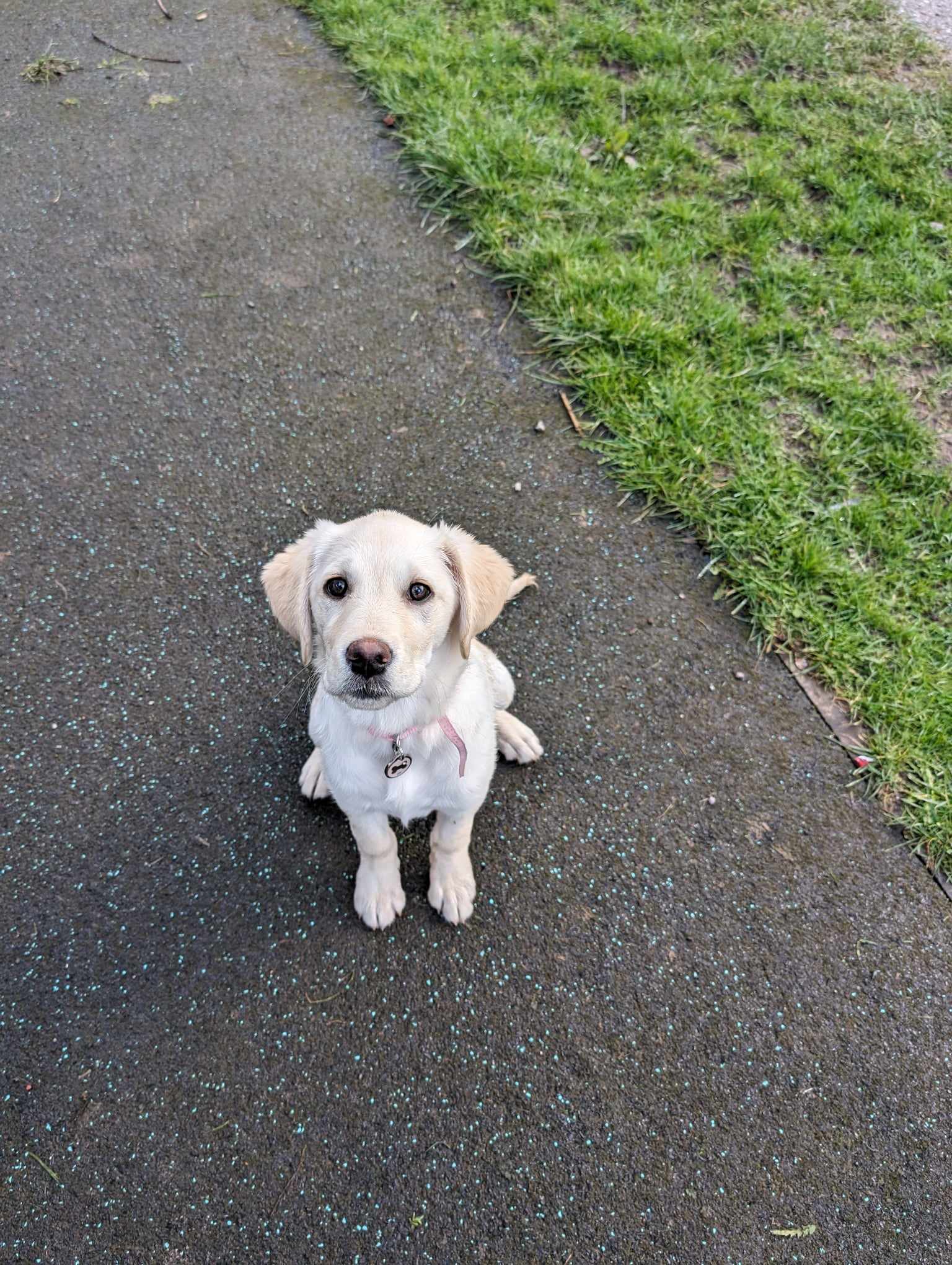 dog walks on the wirral