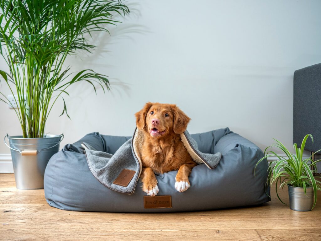 keeping dogs happy indoors