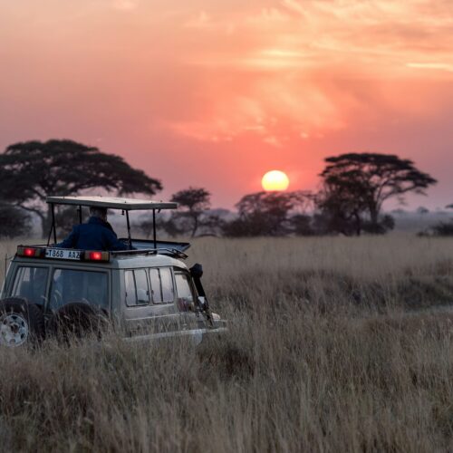 Night Safaris: What Happens After Dark in the Wild