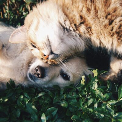 How to Qualify Your Pet as an ESA and Why It Matters