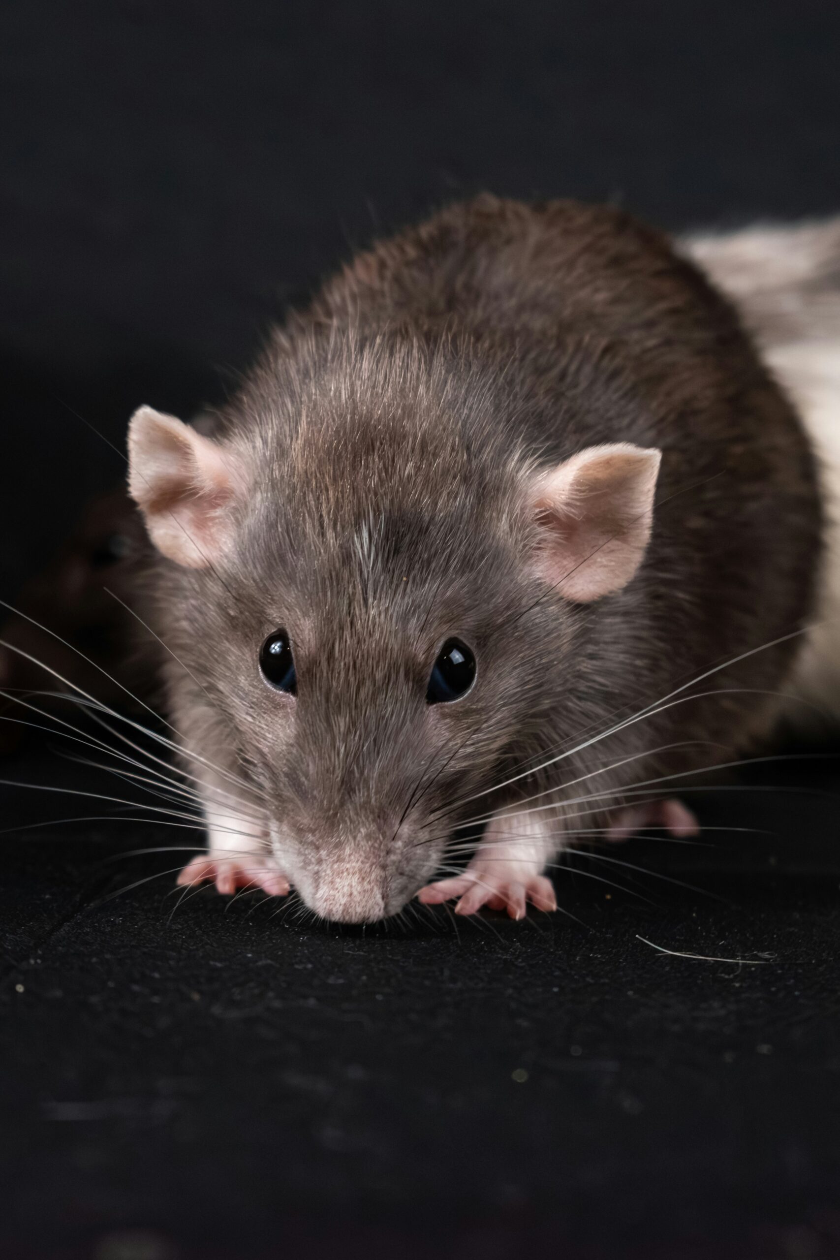 get rid of rats